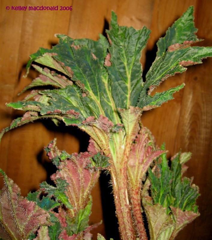 B. ‘Anaconda’
